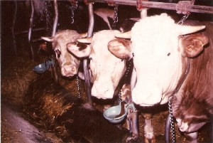 Das Ende der Landwirtschaft ca. 1981-82 - die letzten drei Ochsen im Stall 3.Generation